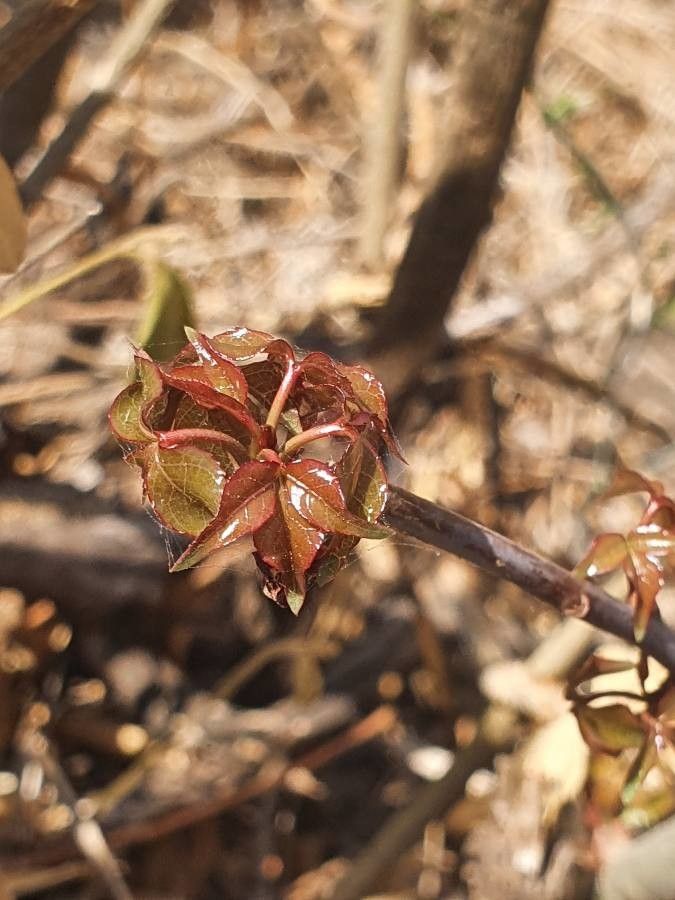 Commiphora samharensis — houseplant care guide