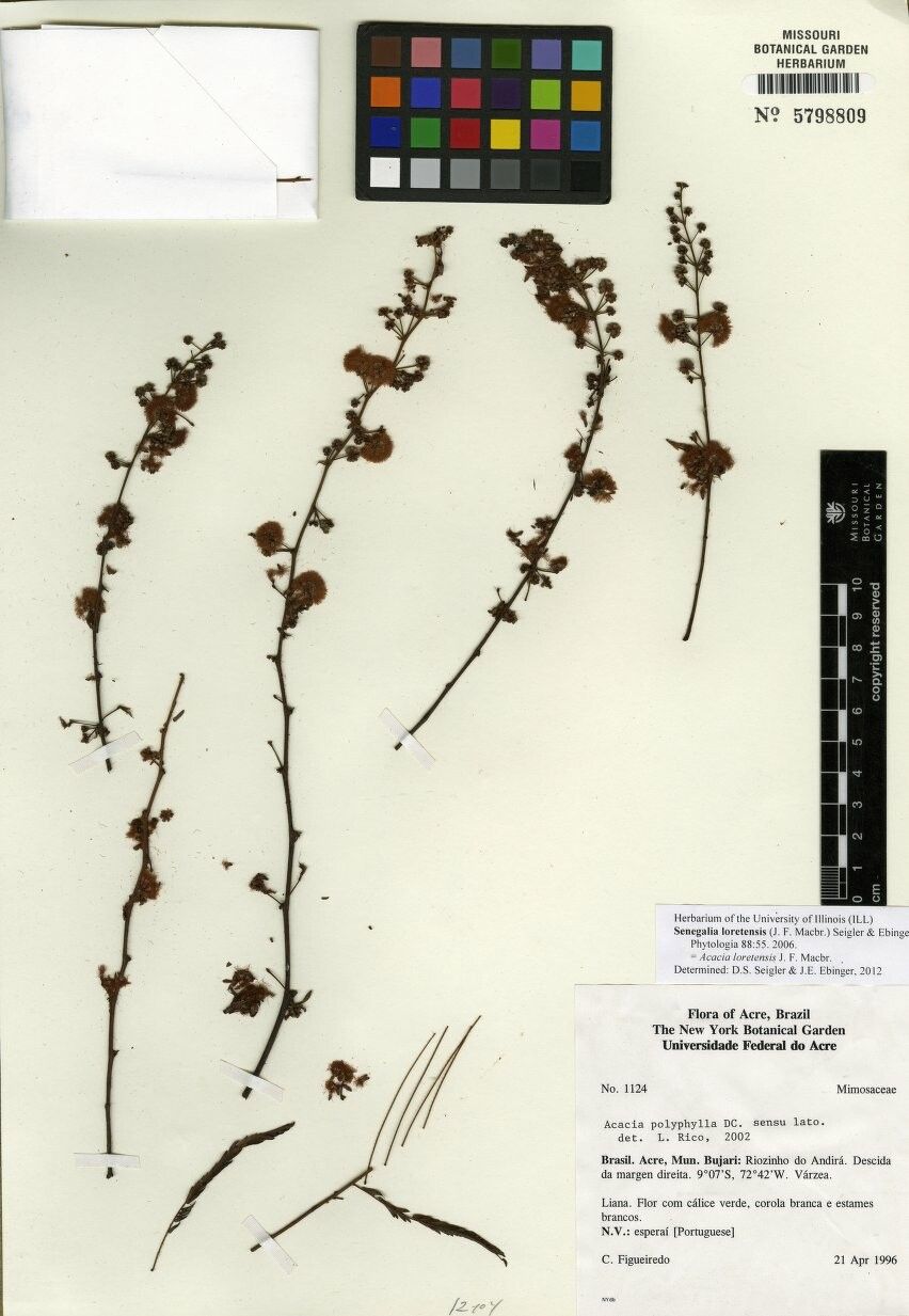 Senegalia loretensis — houseplant care guide