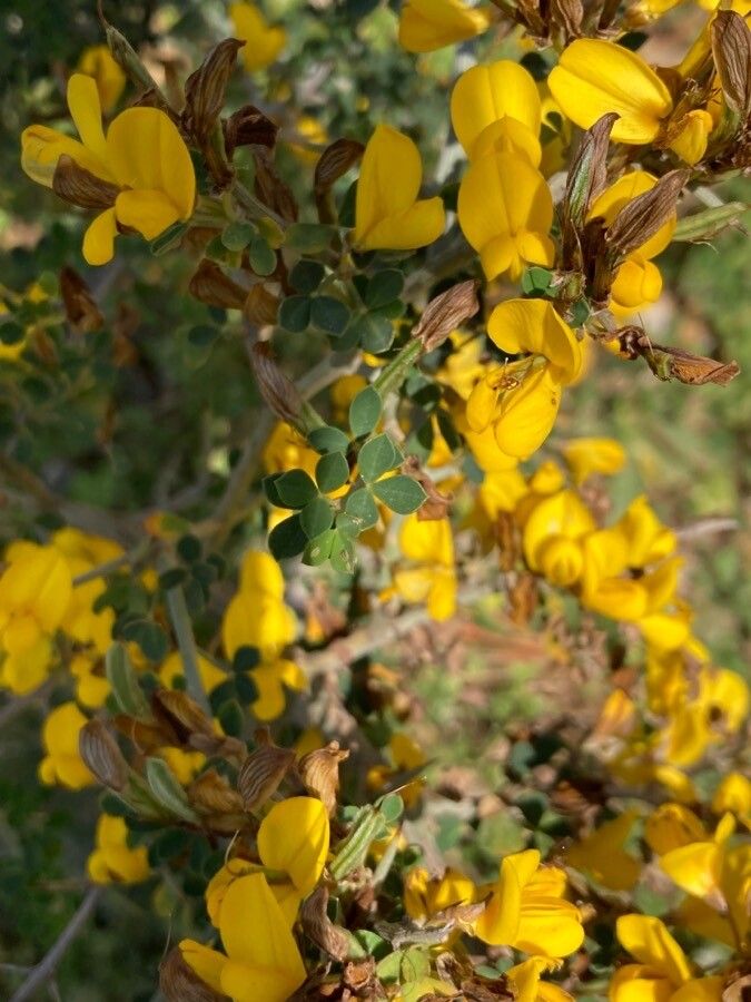Cytisus infestus flower