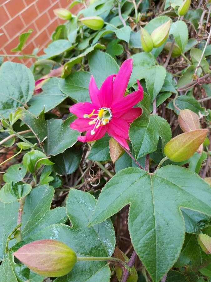Passiflora manicata flower
