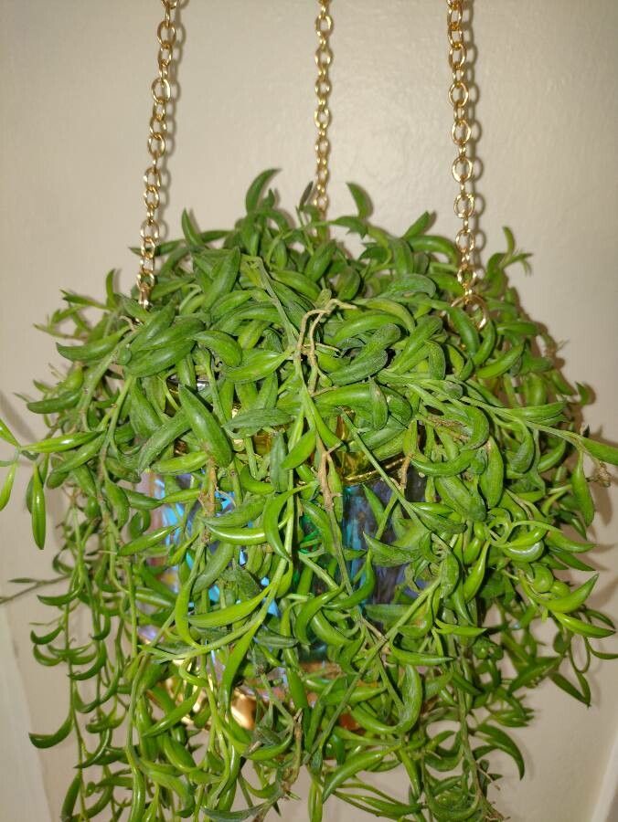 Senecio radicans leaf