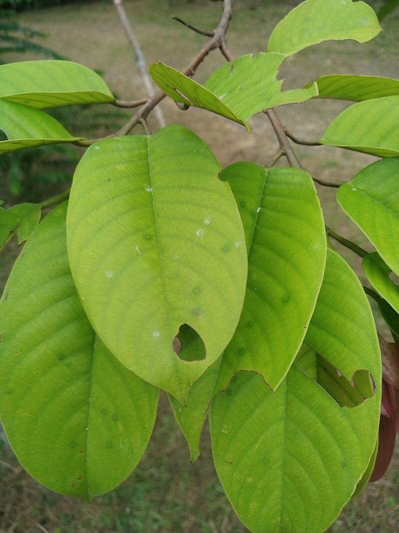 Shorea mecistopteryx leaf