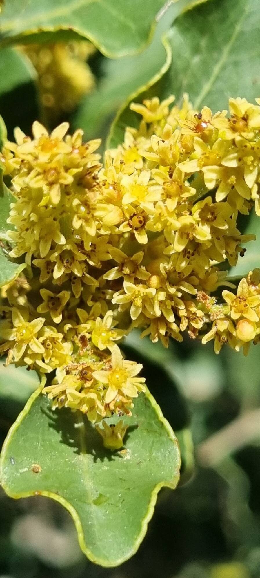 Lithraea caustica flower