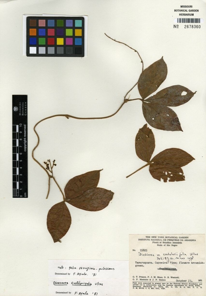 Dioscorea crotalariifolia — houseplant care guide