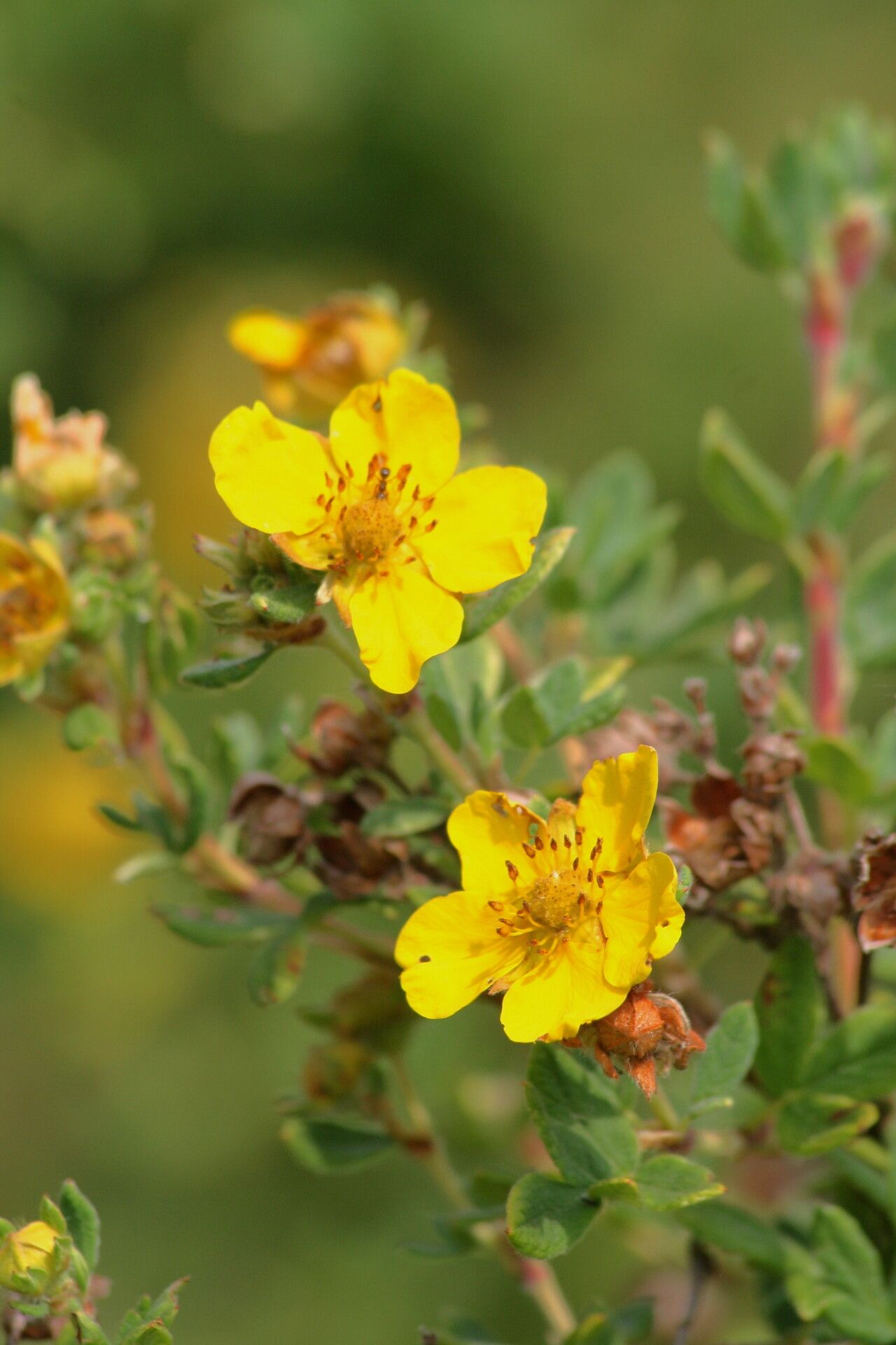 Dasiphora parvifolia flower
