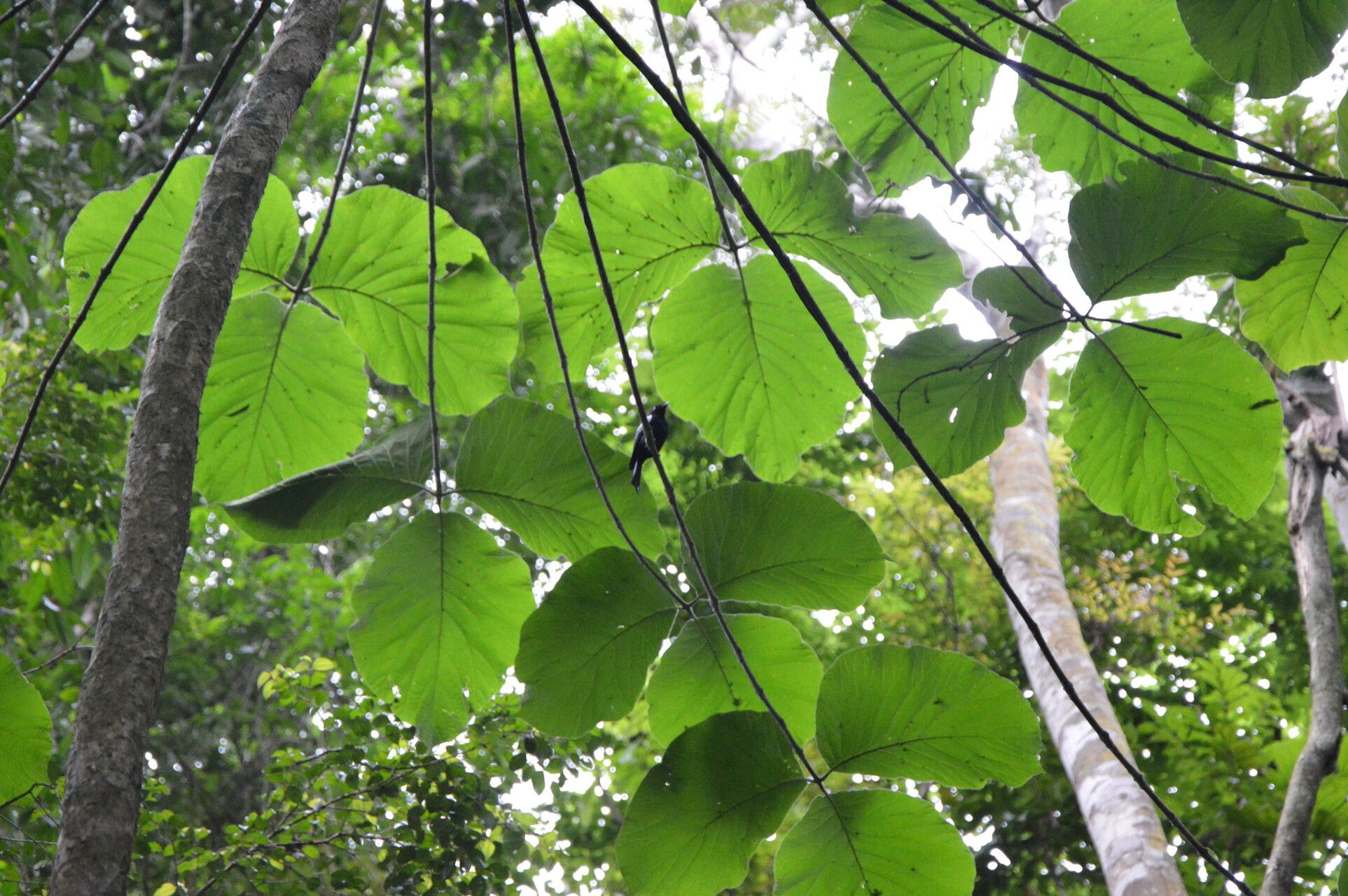 Schumanniophyton hirsutum — related species from the same genus