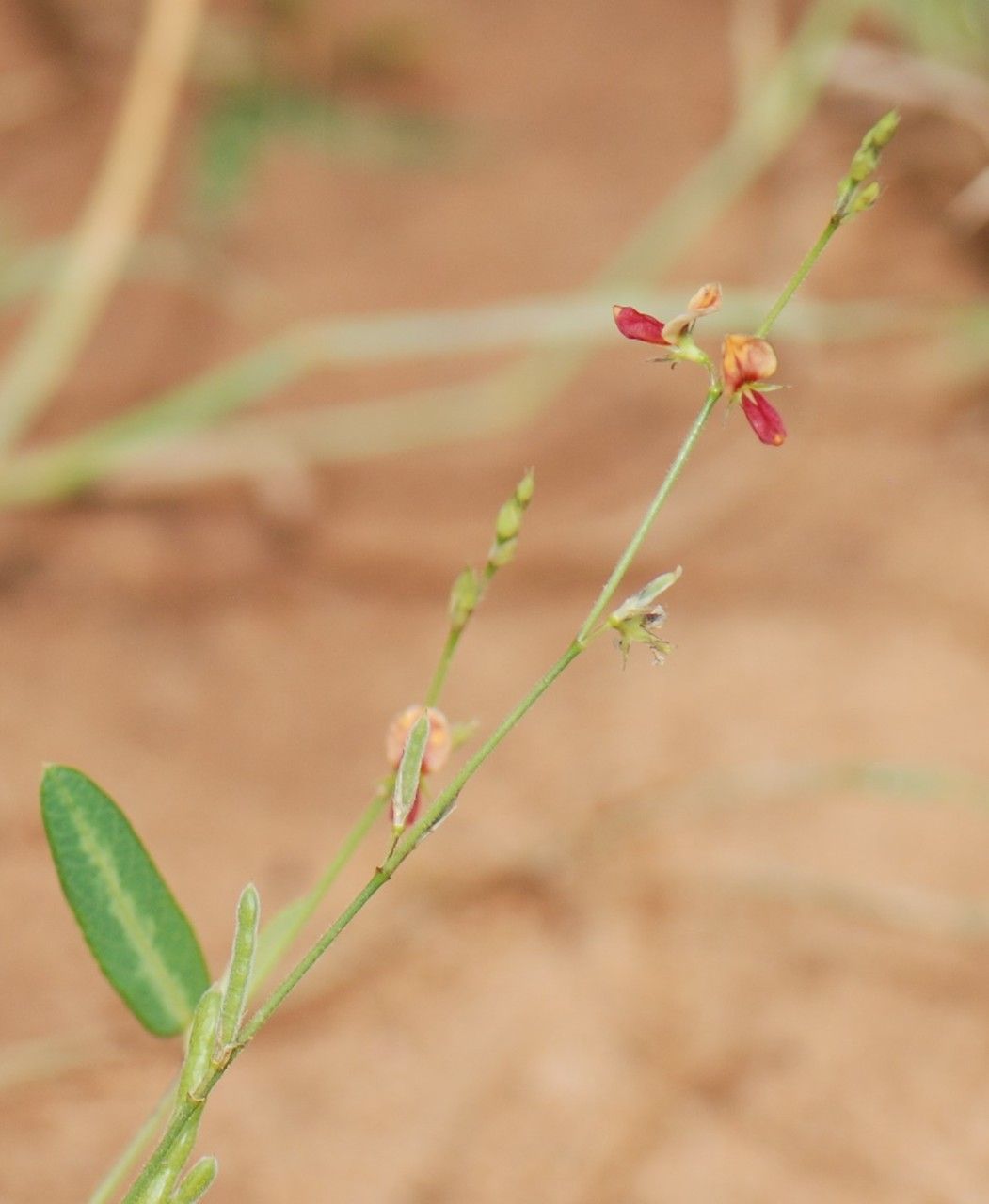 Alysicarpus ovalifolius flower