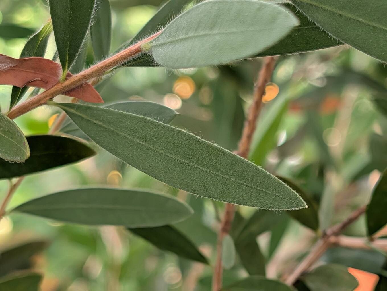 Melaleuca megalongensis — houseplant care guide