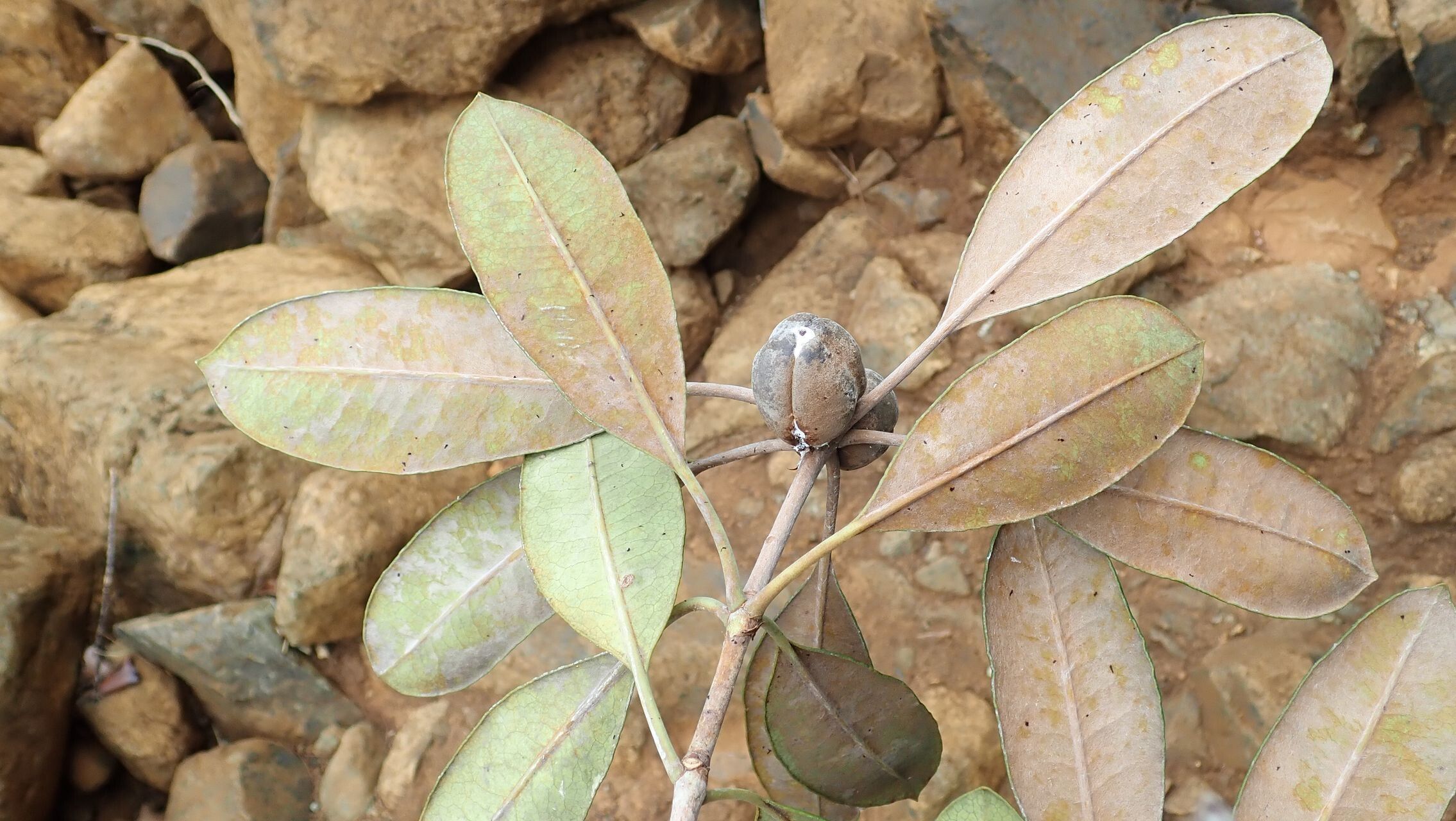 Pittosporum scythophyllum fruit