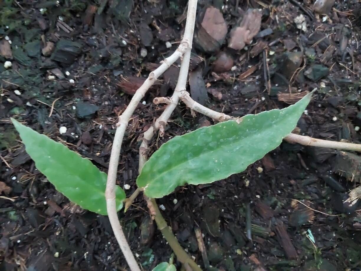 Begonia furfuracea other