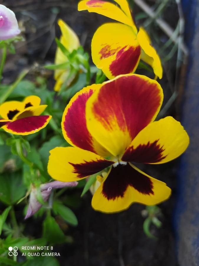 Viola X Wittrockiana fruit