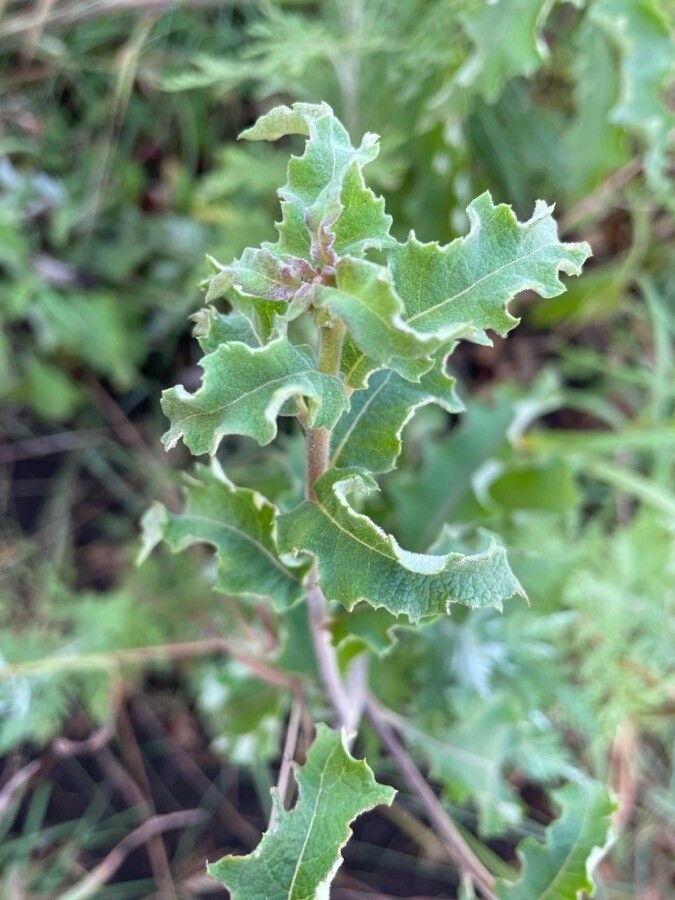 Baccharoides lasiopus bark