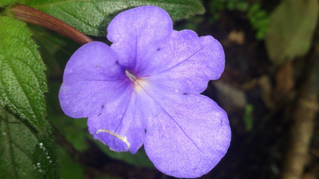 Achimenes longiflora flower