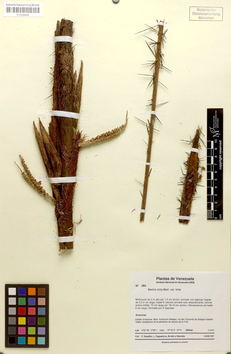 Bactris hirta bark