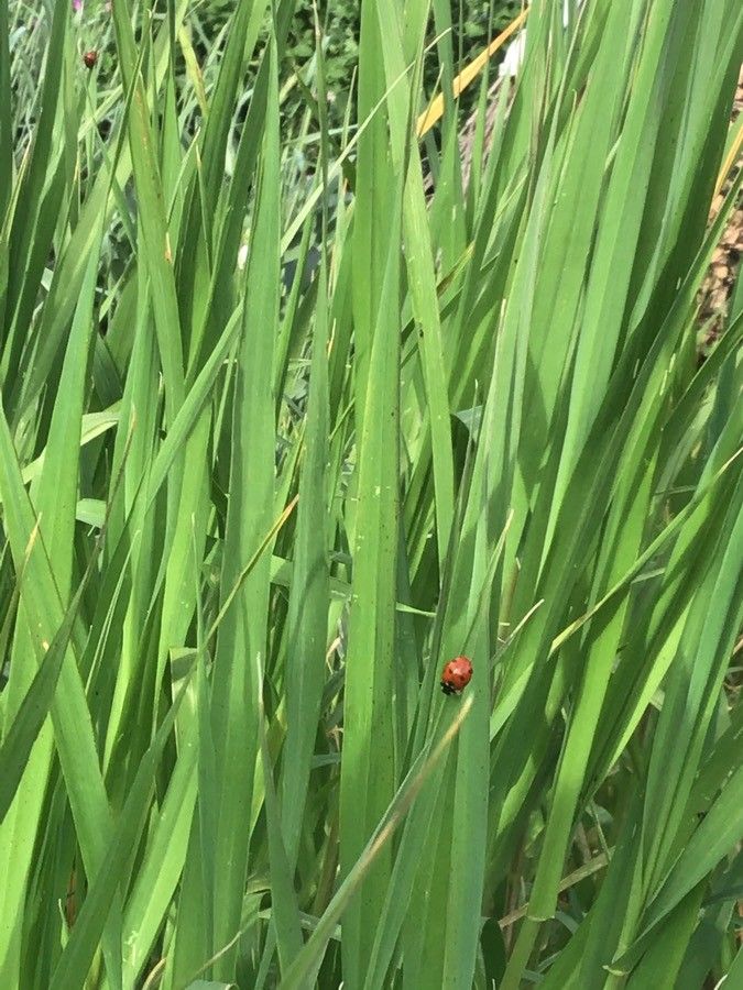 Phalaris canariensis leaf