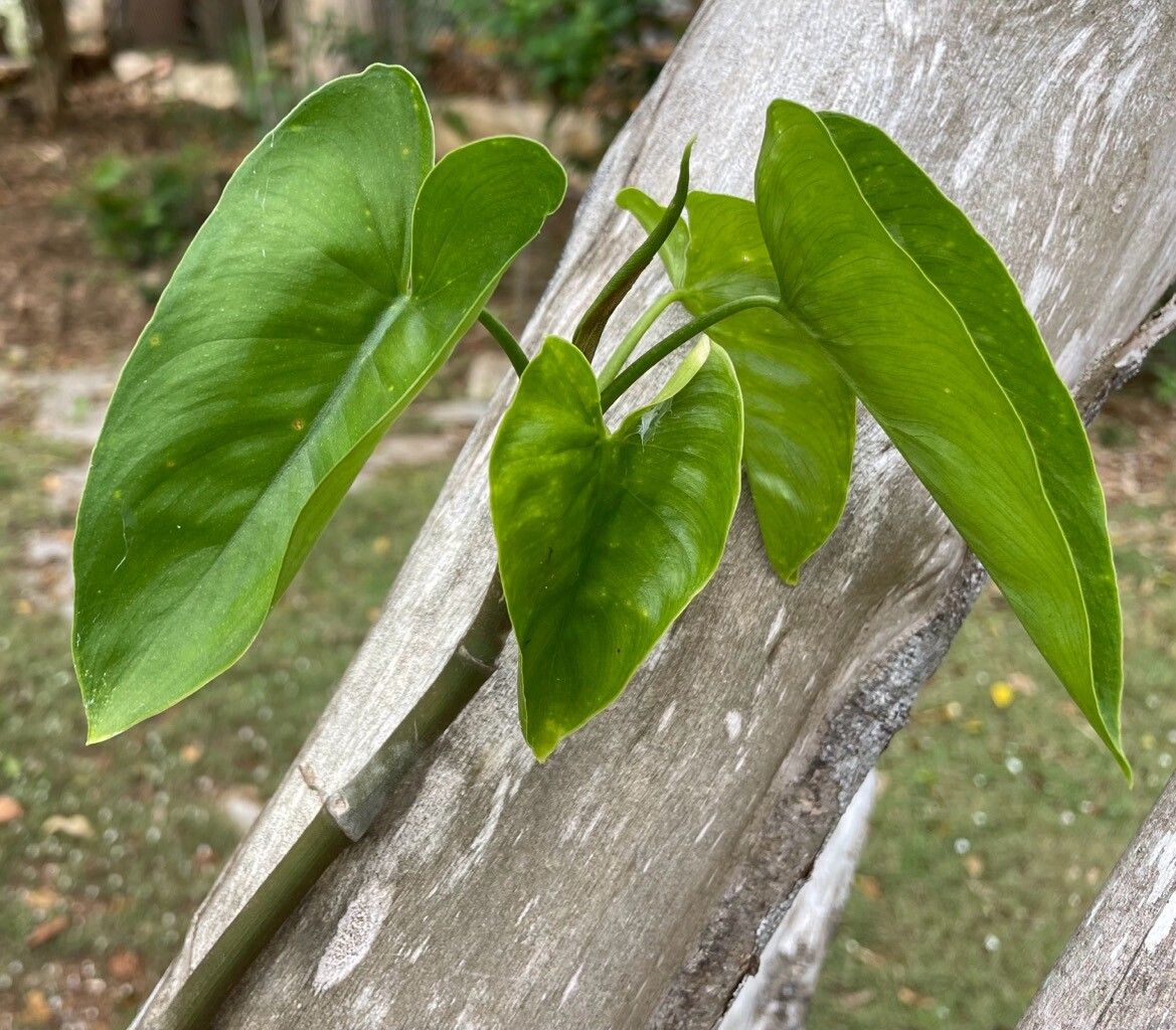 Philodendron jacquinii leaf