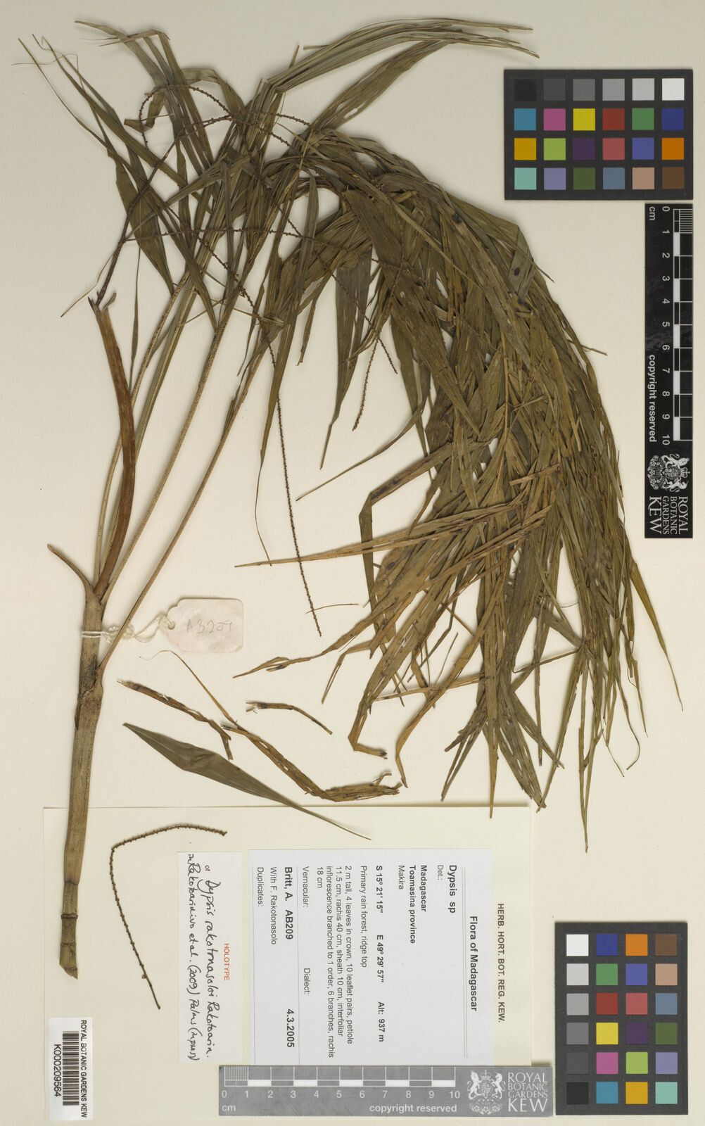 Dypsis rakotonasoloi — houseplant care guide