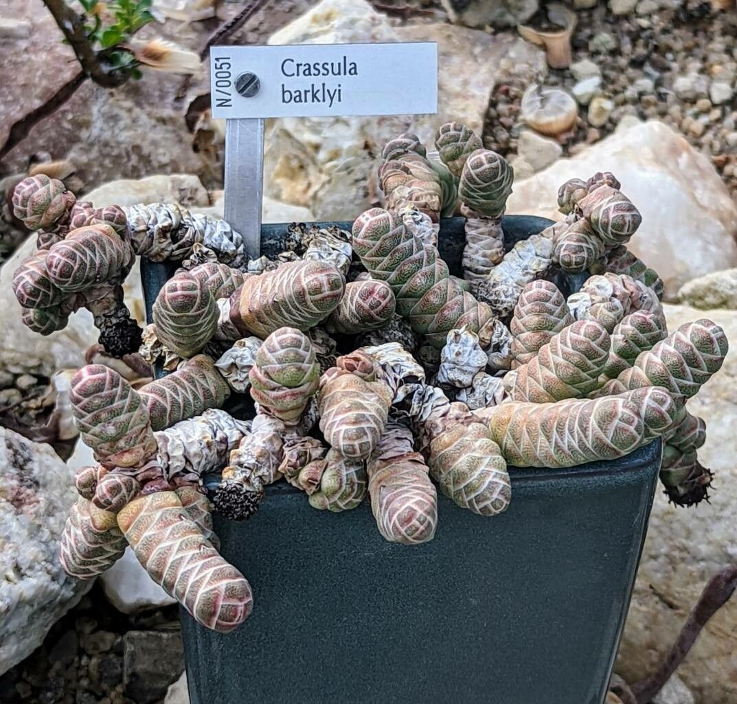 Crassula barklyi habit