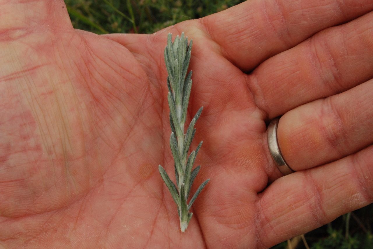Helichrysum pendulum — search result for 'Helichrysum'