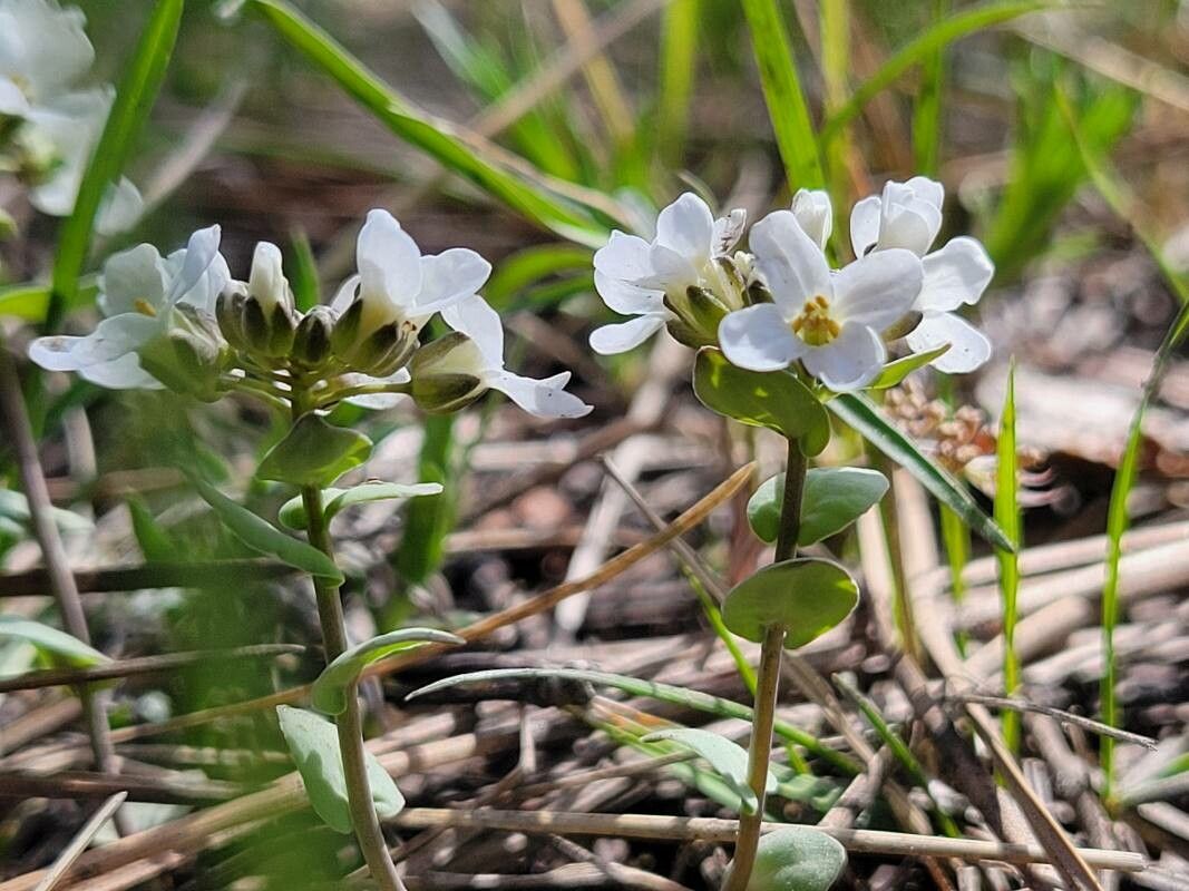 Noccaea fendleri leaf