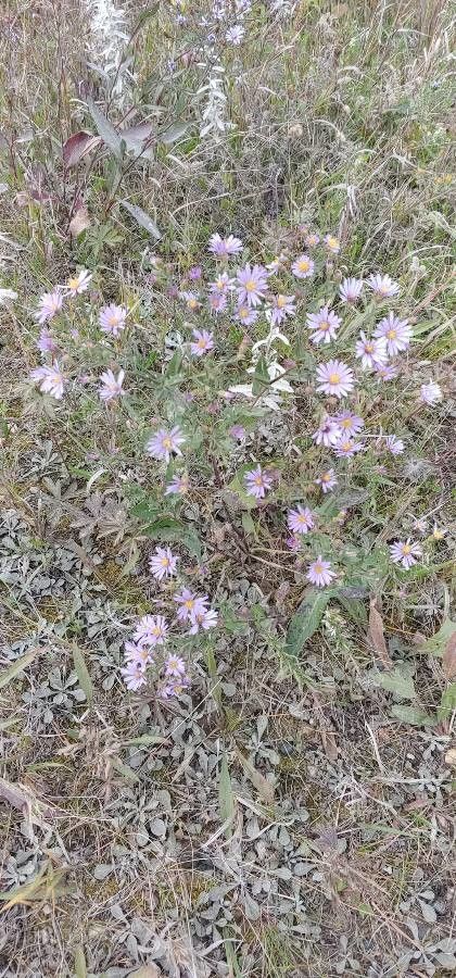 Machaeranthera canescens flower