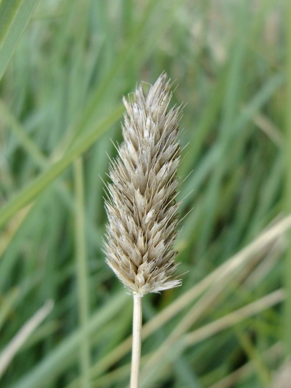 Sesleria nitida fruit