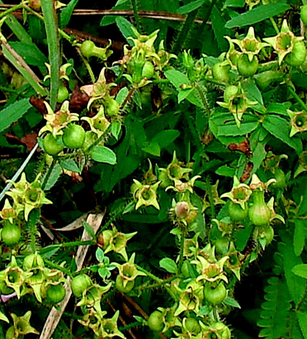 Rhexia nashii — related species from the same genus