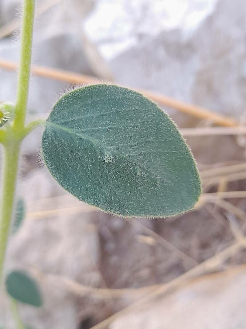 Euphorbia petiolata — houseplant care guide