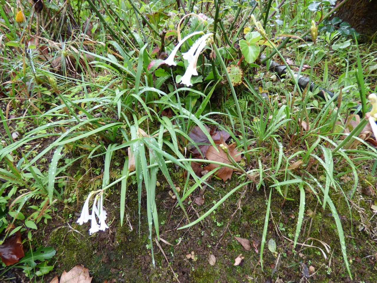 Cyrtanthus mackenii habit