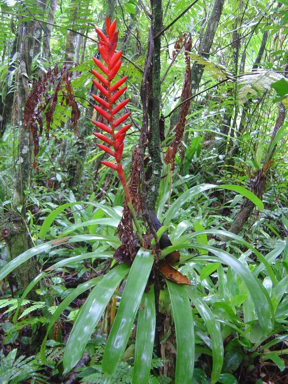 Vriesea ensiformis flower