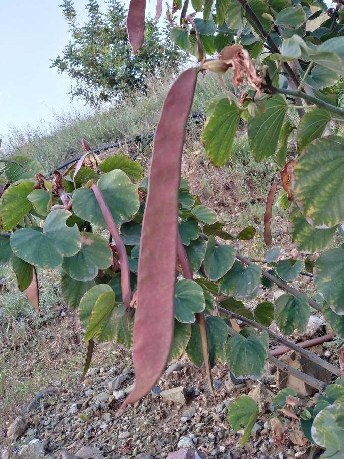 Bauhinia variegata fruit