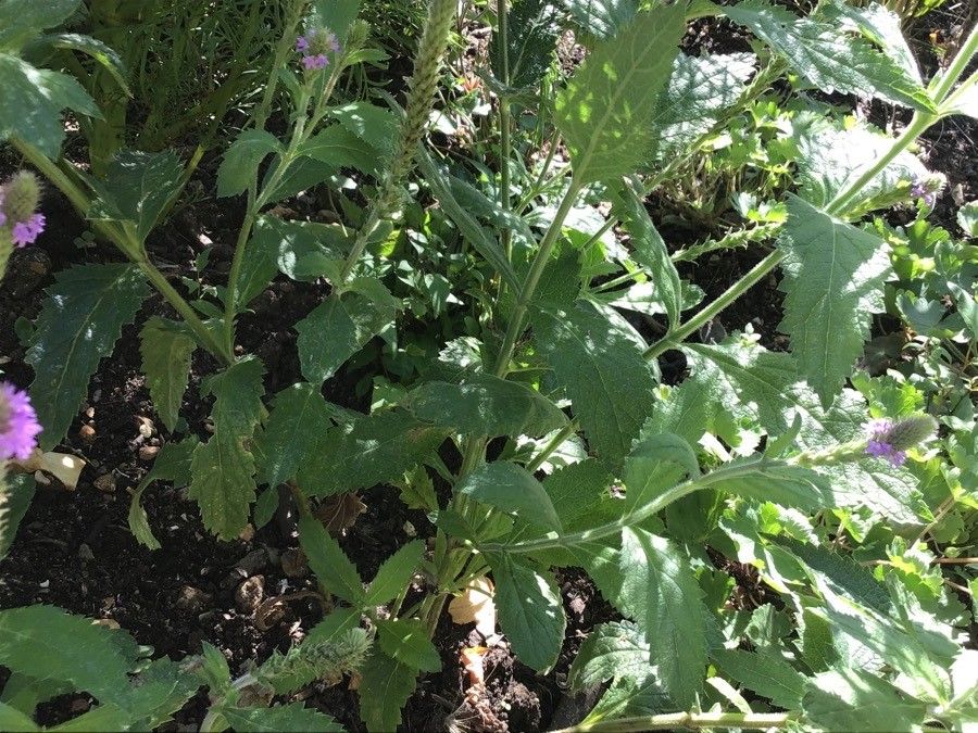 Verbena macdougalii leaf