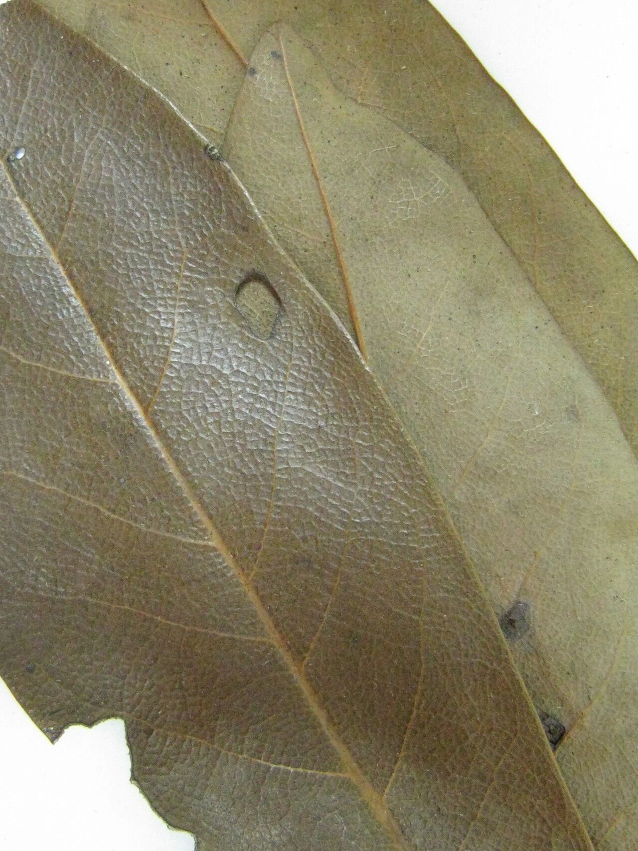 Ocotea canaliculata other