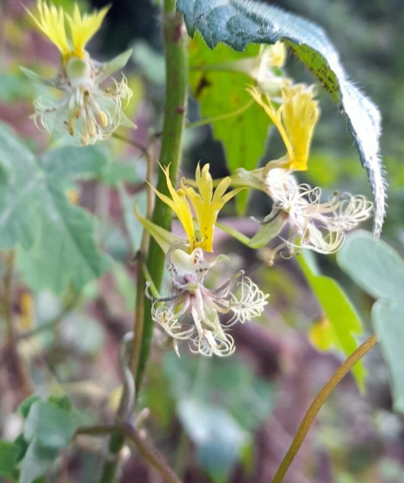 Tropaeolum capillare flower