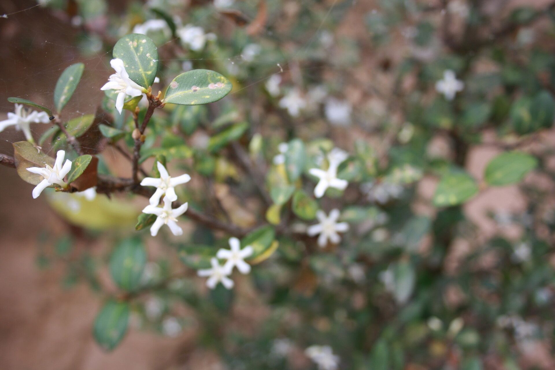 Coffea liaudii — houseplant care guide