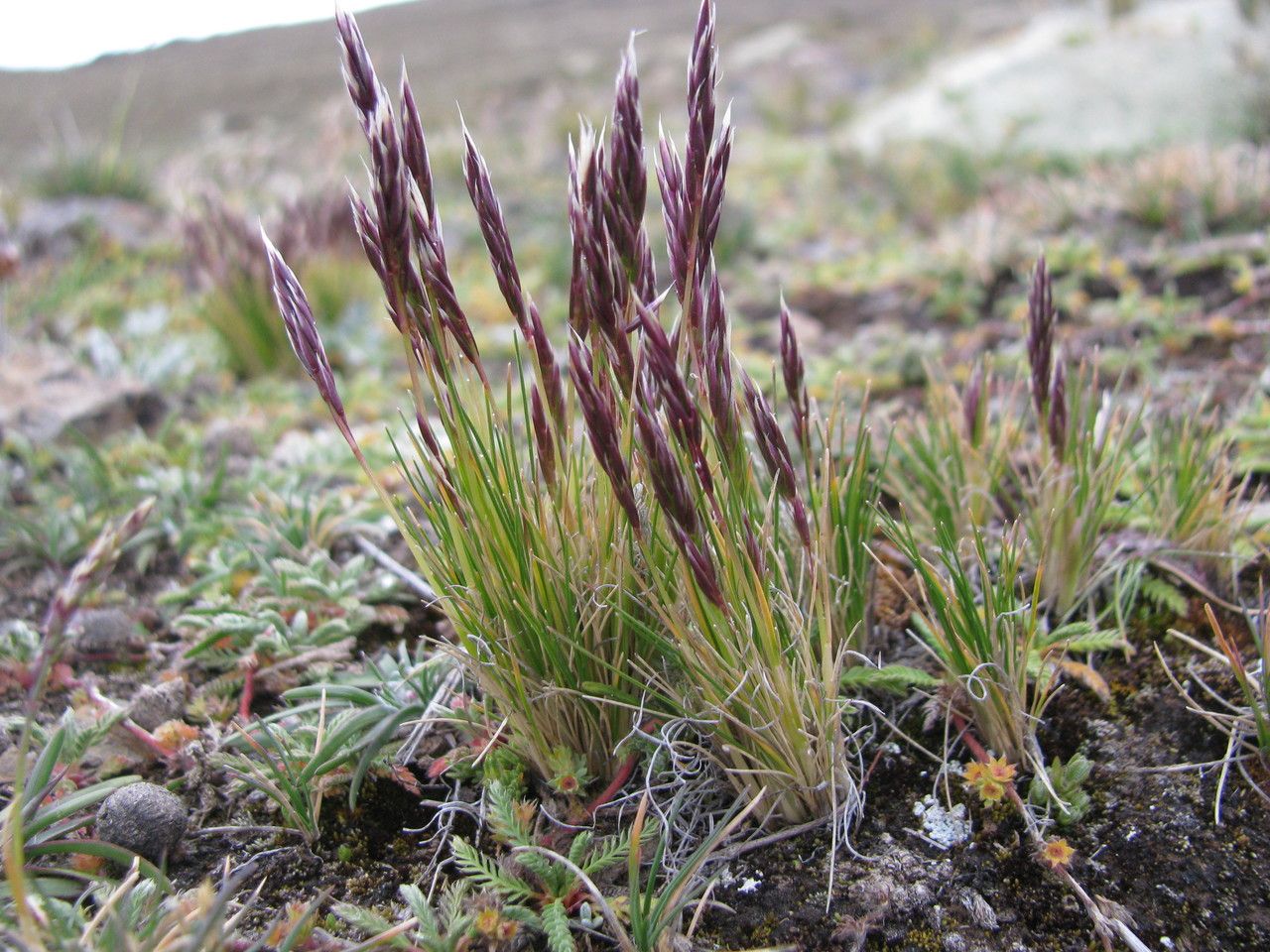 Stipa hans-meyeri habit