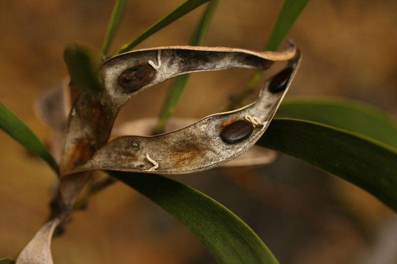 Acacia heterophylla fruit