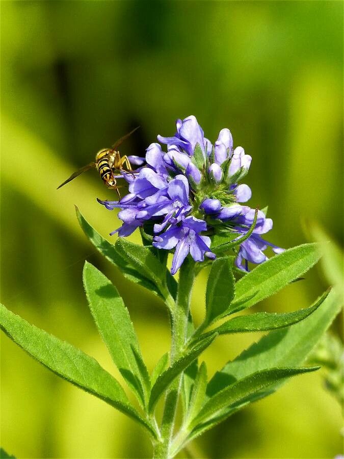 Veronica teucrium leaf