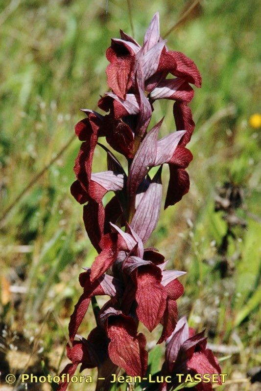 Serapias × godferyi habit