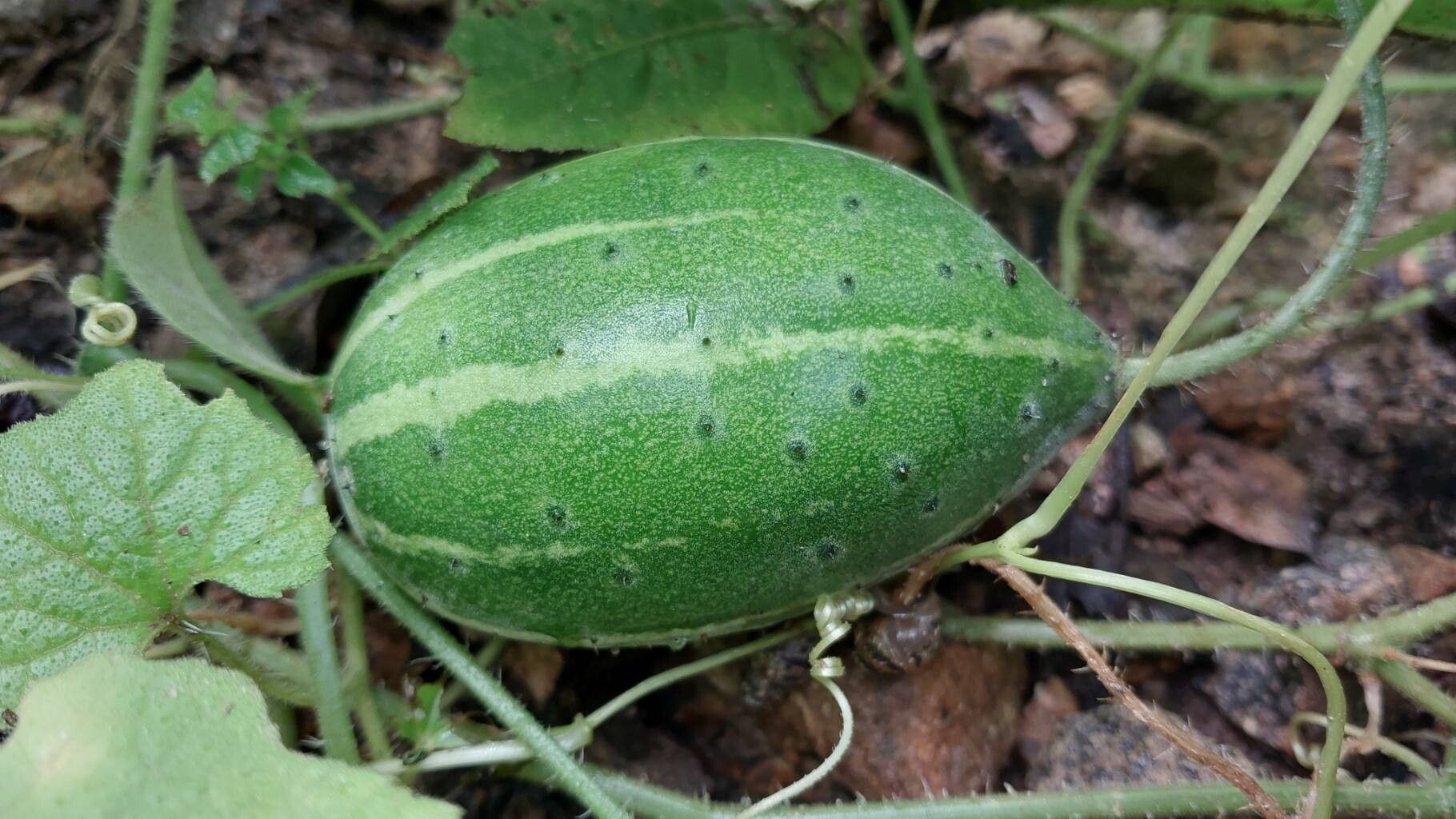 Cucumis sacleuxii fruit
