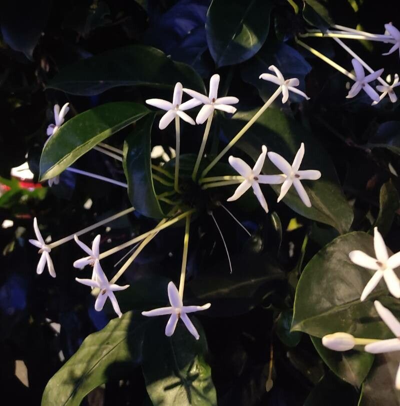 Posoqueria longiflora — search result for 'Gardenia'