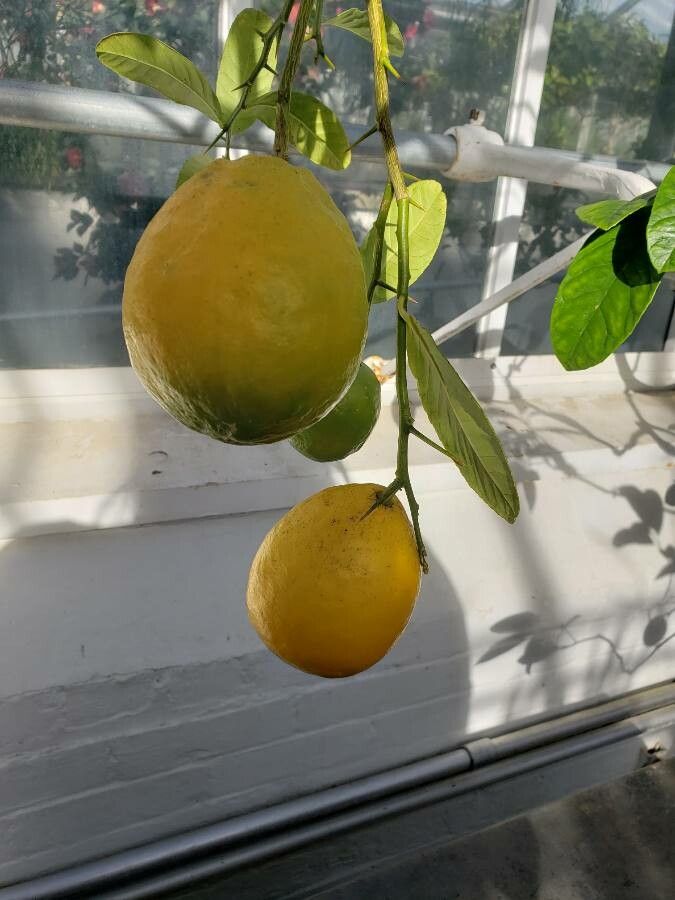 Citrus assamensis fruit