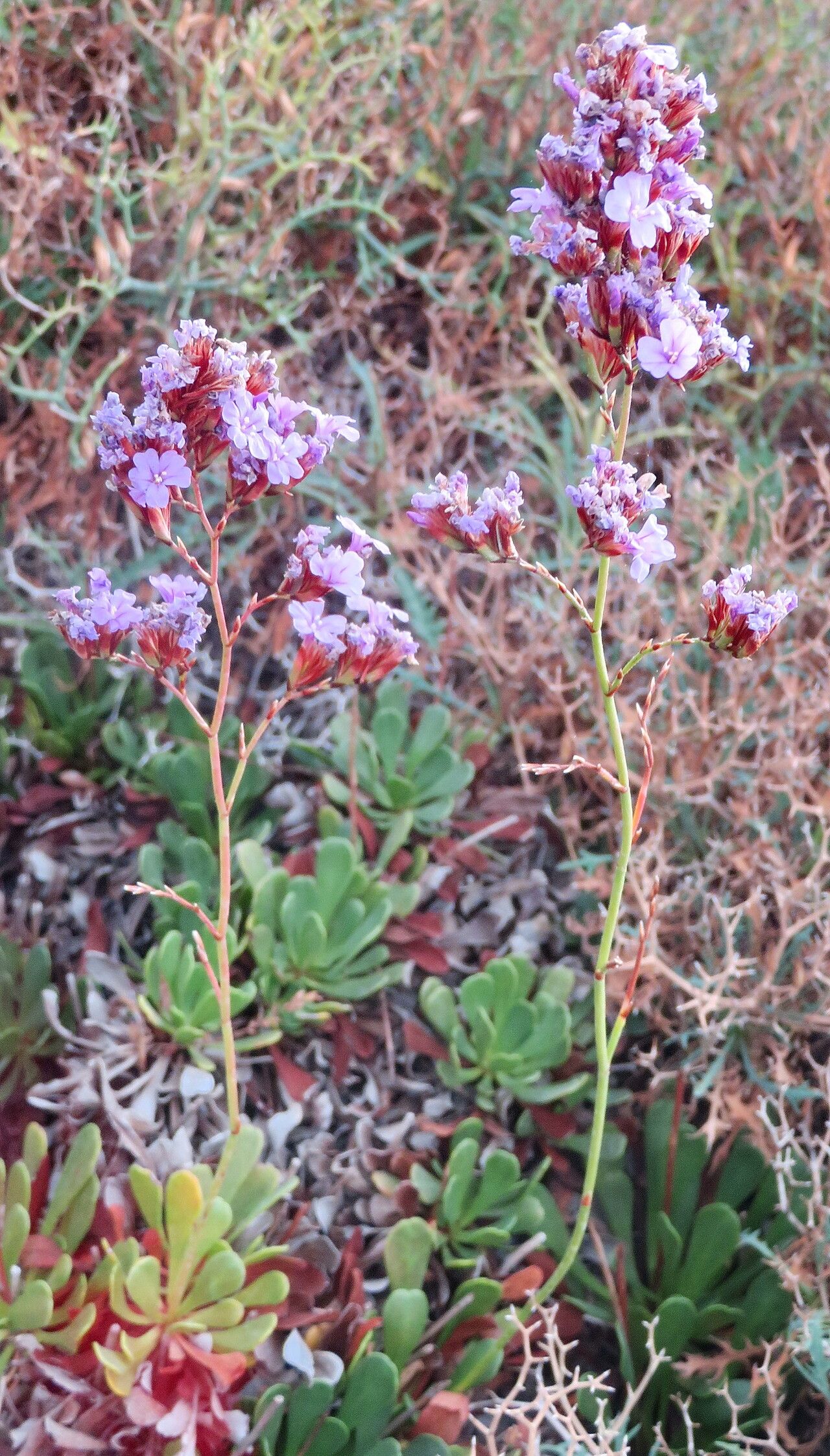 Limonium emarginatum habit