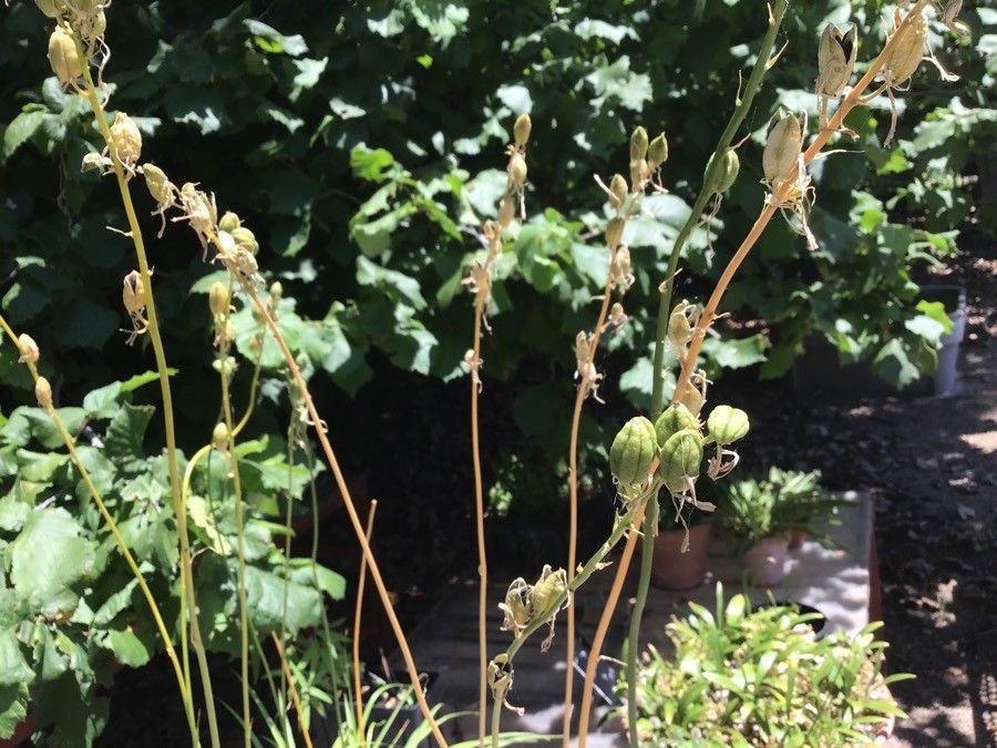 Paradisea lusitanica fruit