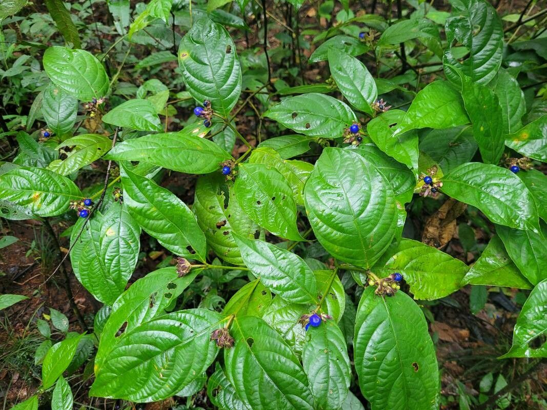 Palicourea brachiata — houseplant care guide