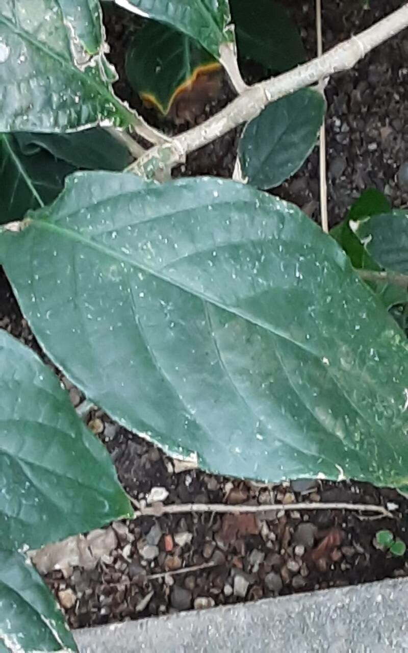 Costus glaucus — search result for 'Costus'