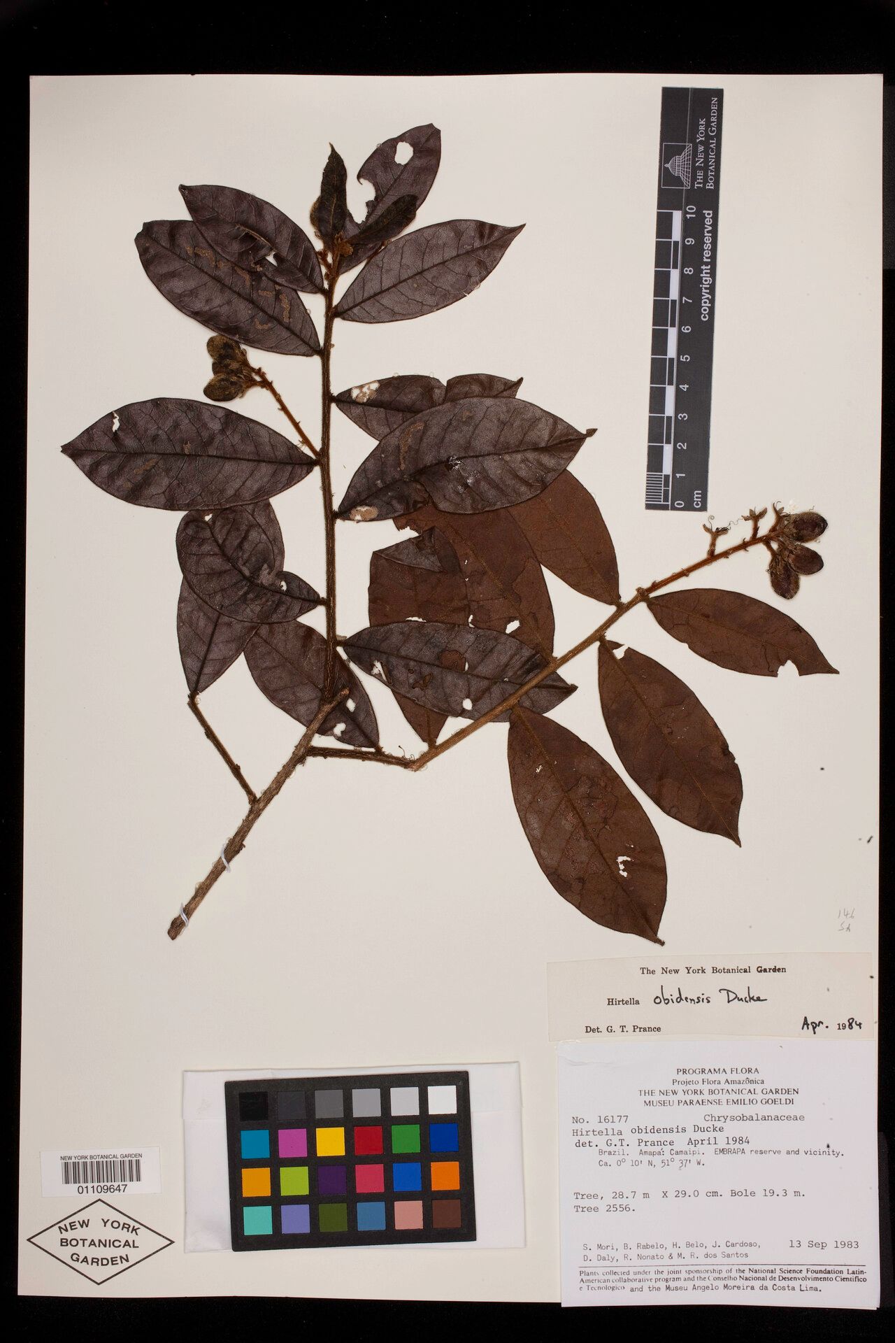 Hirtella obidensis — houseplant care guide