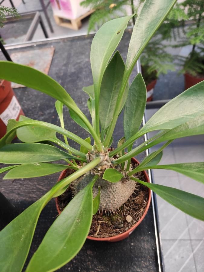 Myrmecodia beccarii habit