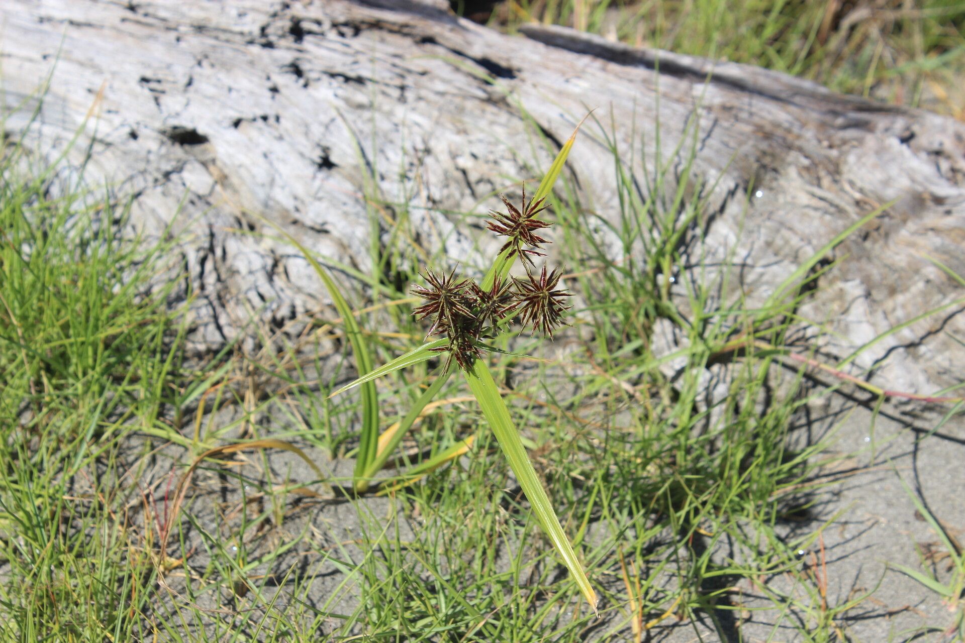 Cyperus congestus — search result for 'Lesotho'