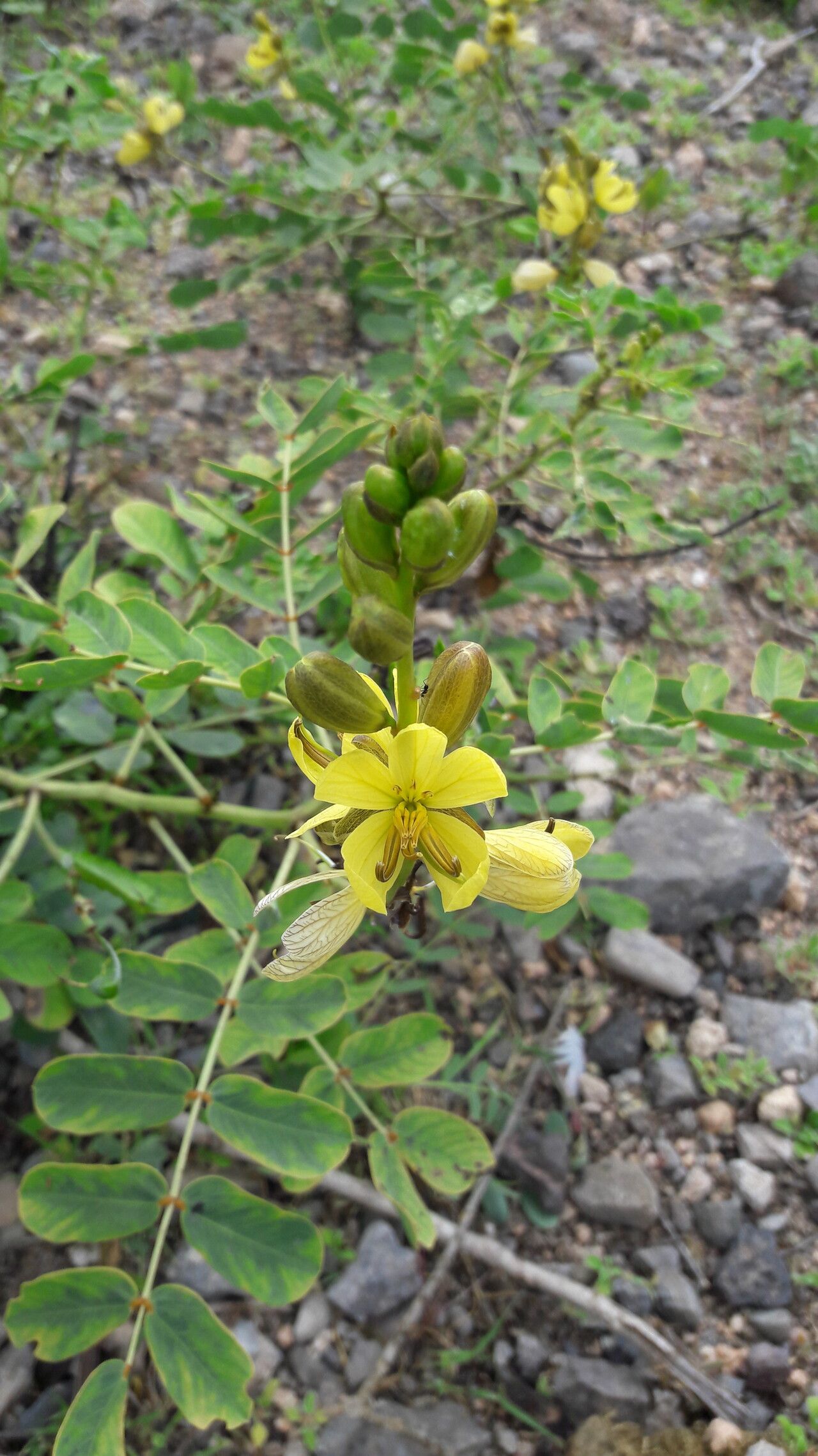 Senna holosericea — search result for 'Senna'